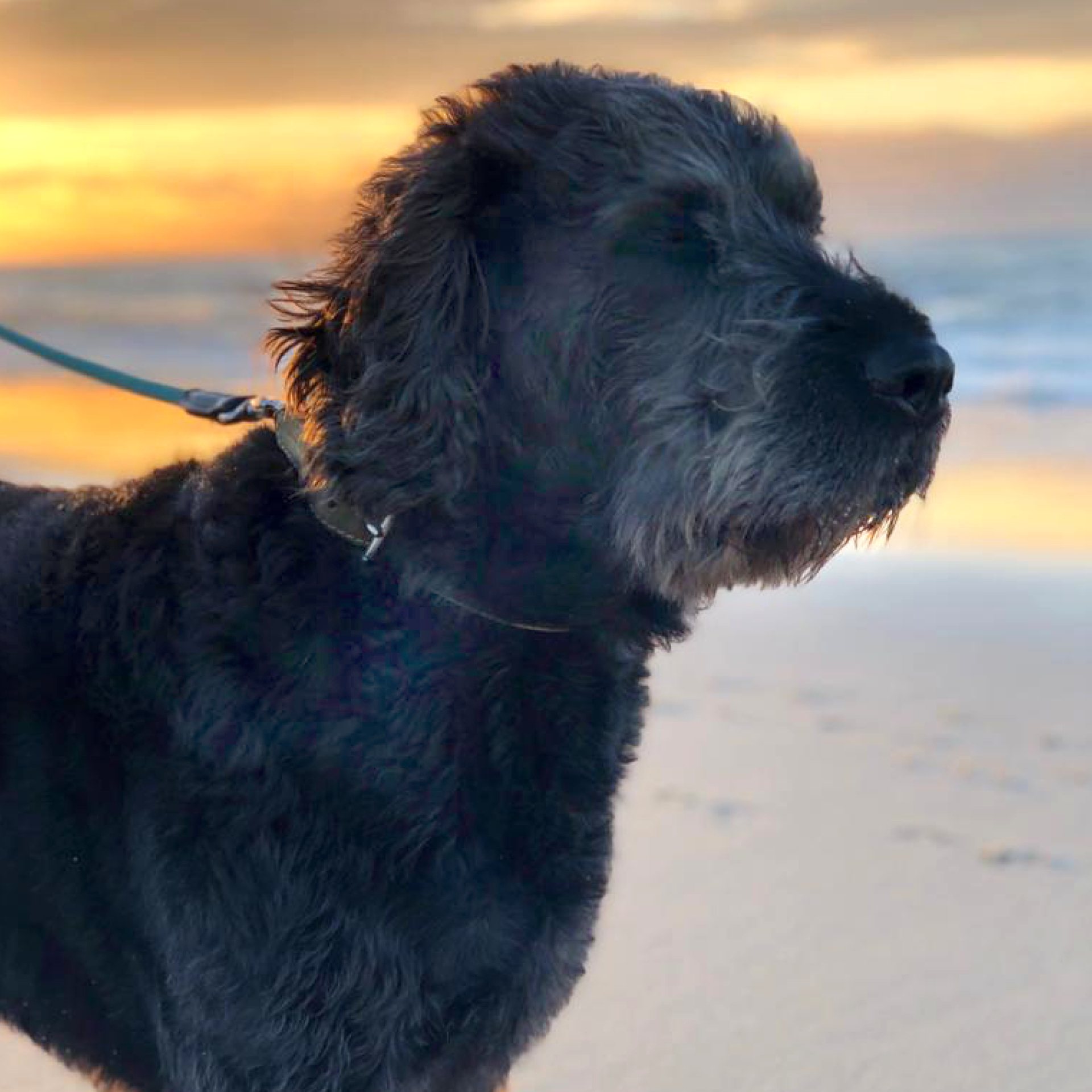 HUNDE – Ansicht 1